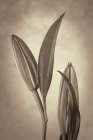 USA, Washington State, Seabeck. Black and white sepia of lily flower buds. Art Print